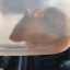 filthyrat43