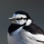 wagtail-enjoyer