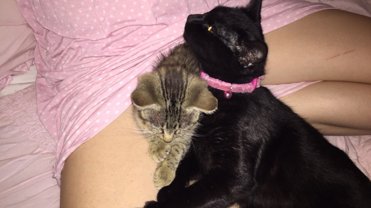 lilkittenbrat:  barbiebun:  my lil meow babes  KITTY CATS PERFECT BABES EEPS. 