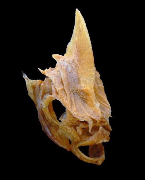 Black Batfish Skull.