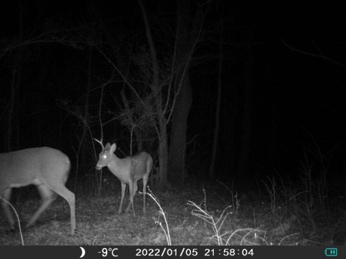 Spike Buck VS One Antler BuckWho will win?? 