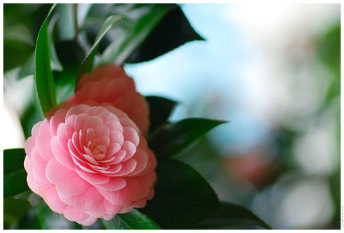 blooms-and-shrooms:  Otome Camellia 3 by porn pictures