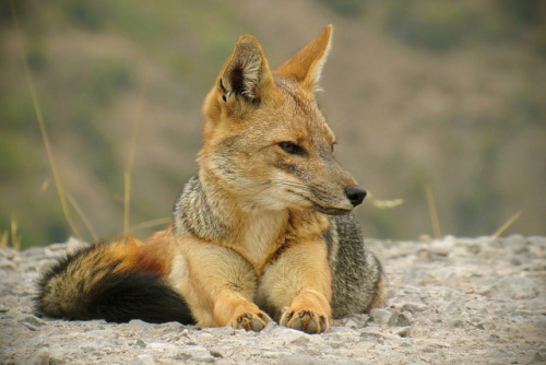 everythingfox: Culpeo foxes