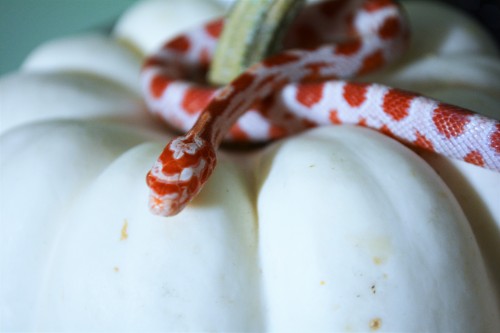 uncle-niknak:Some images from Casper’s photoshoot, today! :D Sorry for all the snakey spam; he’s jus