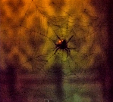 Plastic spider covering the bullet hole in the Haunted Mansion at Disneyland Park