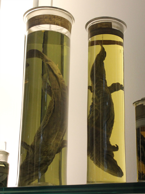 Part two of my photographs from London&rsquo;s NHM&rsquo;s Spirit Collection. See part one for more 