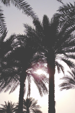 vxpo:  The Palms Redux by Samii | Vanity-Exposition 