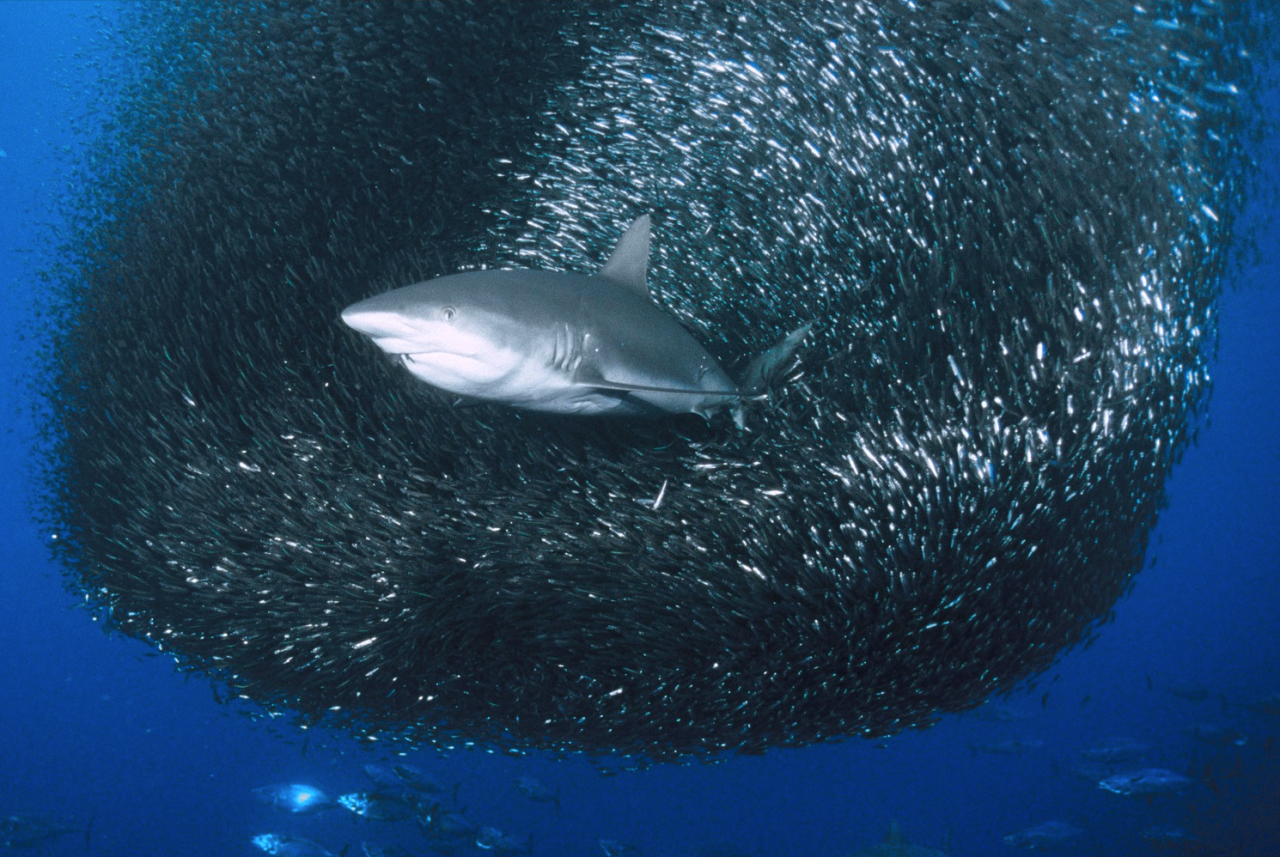 nubbsgalore:  safety in numbers. photos of sharks attacking a sardine bait ball by
