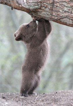 redwingjohnny:  Strong as a bear by Peter A H on Flickr. 