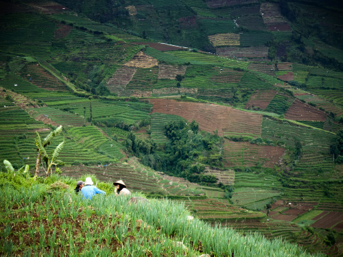 Java Rice Fields