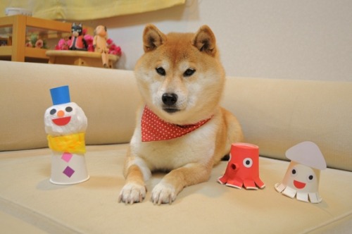 shiba inu