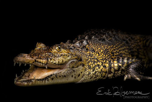 Crocodile!! I got to shoot a few exotic animals in a studio setting recently. I will be posting a fe