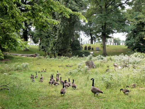 g63heavenonearth:Allegheny Cemetery 91220-61