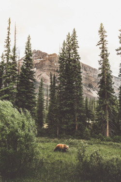 lsleofskye:  Banff National Park | chrispoops