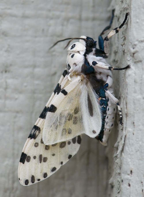 The Giant Leopard Moth (Hypercompe Scribonia) Is A Moth Of The Family Erebidae. They Are Distributed