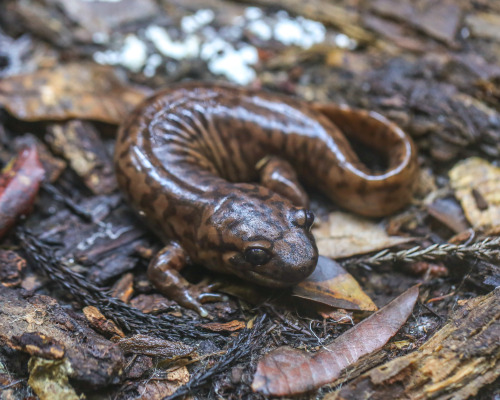momtngirl:steepravine:Huge Giant SalamanderBiggest, fattest giant salamander I’ve found so far