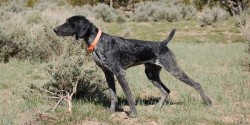 Hunting dog breeds