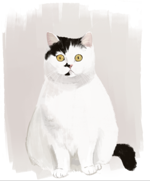 these came out best of the numerous cat photo studies ive been doing