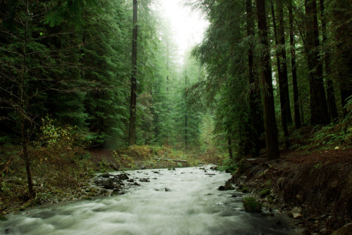 seafarers:Avenue of the Giants by Justin Jones