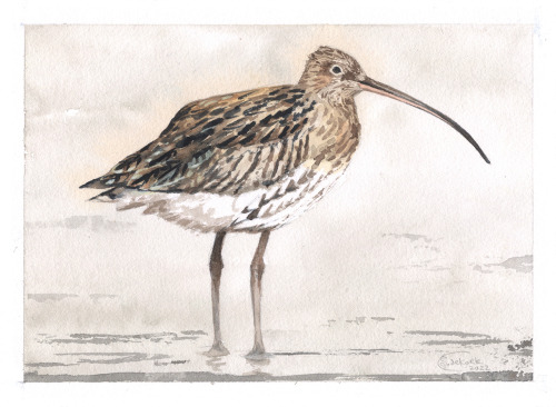 a curlew for my friend’s birthday