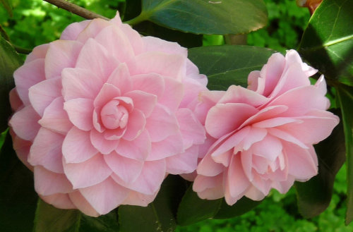 pinkblumen:{❀} / Camellias Australia