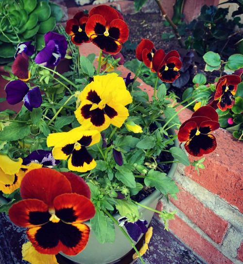 Pansies  https://www.instagram.com/p/CNvul1hLLr-/?igshid=1h35fegqedgpm