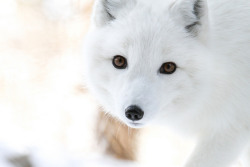 magicalnaturetour:  Arctic Fox Face by Mark Dumont on Flickr.