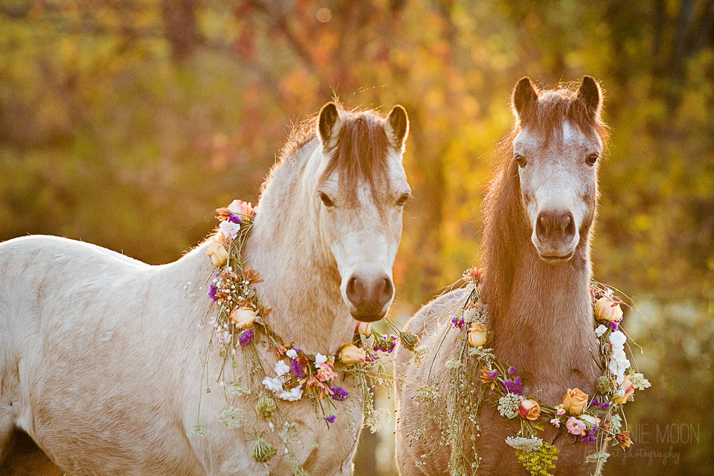 megarah-moon:  “Flower Ponies” by Stephanie Moon 