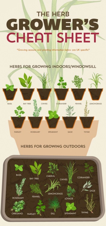 artamanen:Herb Grower’s Cheat Sheet - which ones can be grown inside, when to plant, when to h