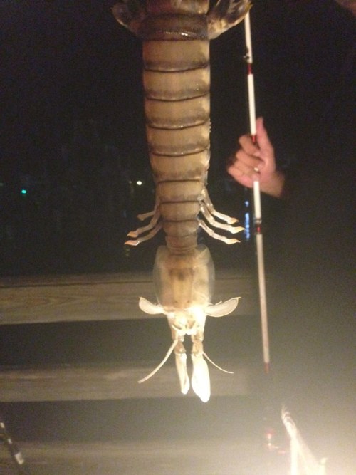 laughingsquid:Fisherman Catches Giant 18-inch Shrimp-Like Creature in Ft. Pierce, Florida