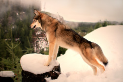 naturepunk:  Queen of the mountain, Tsura the wolfdog.