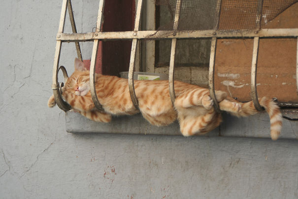 red-team-scoot: helila:  pr1nceshawn:   Cats Can Pretty Much Sleep Anywhere.  have