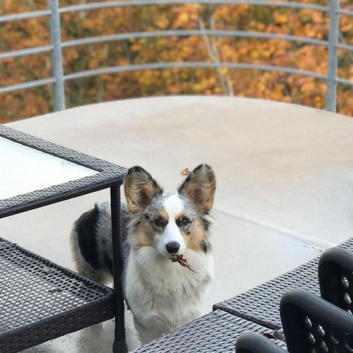 “No, I wasn’t eating leaves on the deck. I swear.” . . . #dogshaming #dogsofpnw #pnwdogs #seattledog