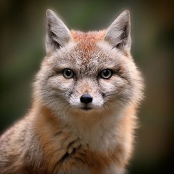 everythingfox:  This is a corsac fox