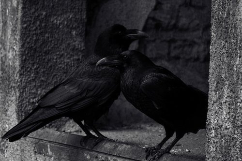 writingjustforgiggles:  nyxtheempress:  Huginn and Muninn, is that ye?   ————————— Comms were active tonight, and for once it was good news. Bronvys is alive … mostly. He’s hurt pretty badly, and unconscious. I’m sitting here,