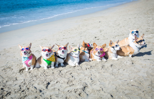 gatsbyadventures:
“Squad goals 🙌🏽
(L to R: Scout, Gatsby, @rhysthecorgi, @trinketbaby, Dale, Luna, @lacorgi, @emwng, and Arya)
”
Dream Team!