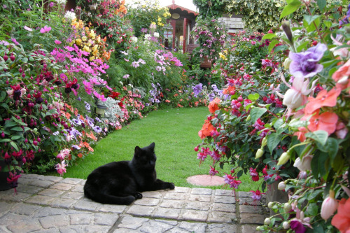 animals-addiction:Garden animals