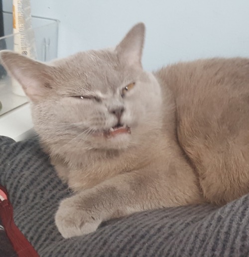 russiacore:I cant fucking believe this…. i got it….. the picture…. the face…..