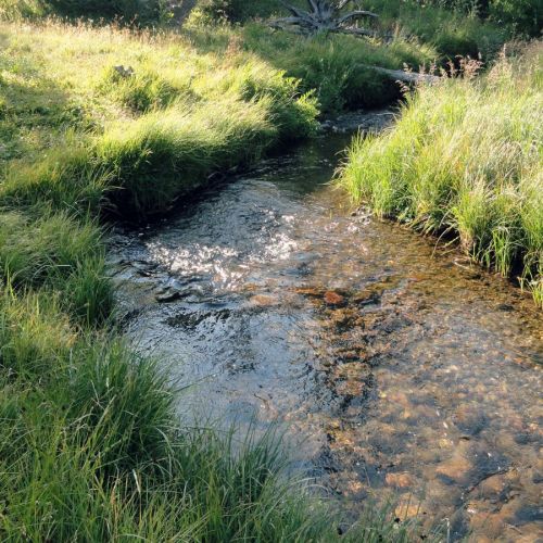 sleep-garden:Wandering along Goodwin Creek.