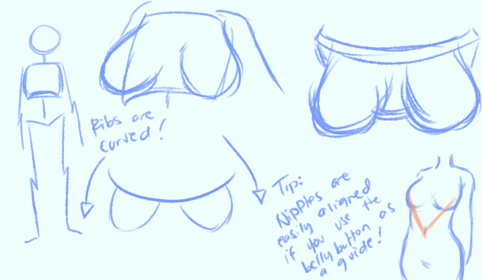 tldr-shuurie:  buncha guides i made for a friend!  i’m not an anatomy expert in