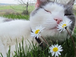 blog-cats-posts:  Follow Us !!  http://blog-cats-posts.tumblr.com/