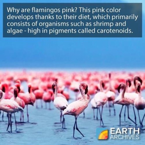 Why are flamingos pink? The distinctive pink color comes from their selective diet, which primarily 