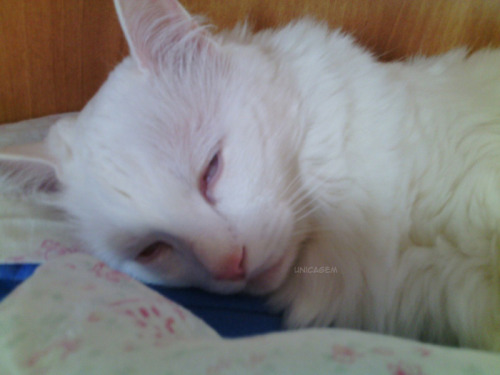 unicagem: I saw that white cat sleeping with weird faces so I took some pictures of my Bri kinda doi