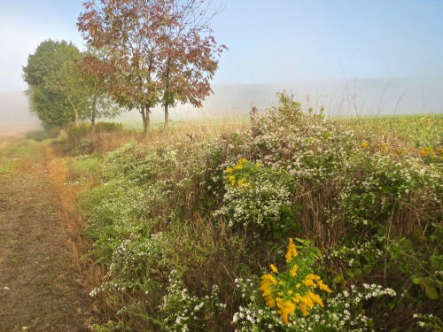 Goldenrod and asters along an old farm road.