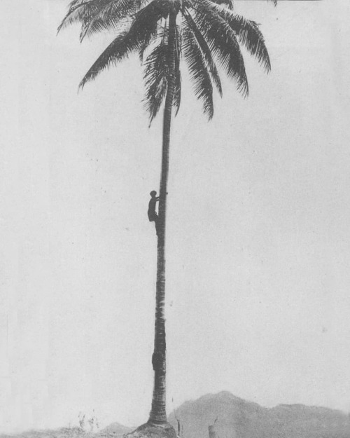 equatorjournal: A la concuête d'une noix pour la soif, Solomon Islands, 1910s. Author unknown.https: