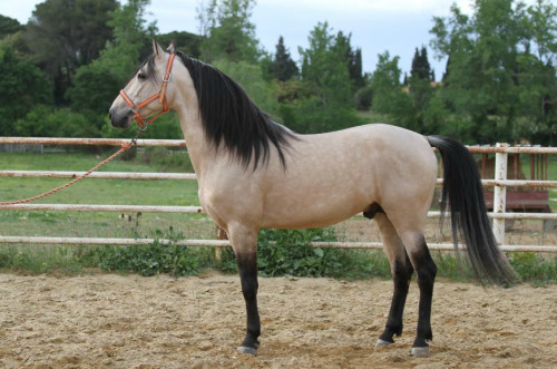 sagavevo: transperceneige: BOLERO CCLXII Pure spanish horse, stallion, 5 years old, 1m57. For sale. 