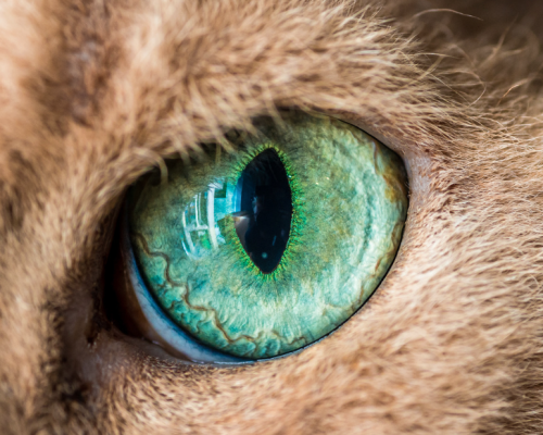 catsbeaversandducks: Cat Eyes Photos by ©The Great Went Pet Photography