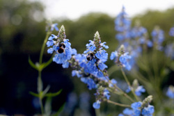 hawaiiancoconut:  Fuzzy bumblebees, Hyde