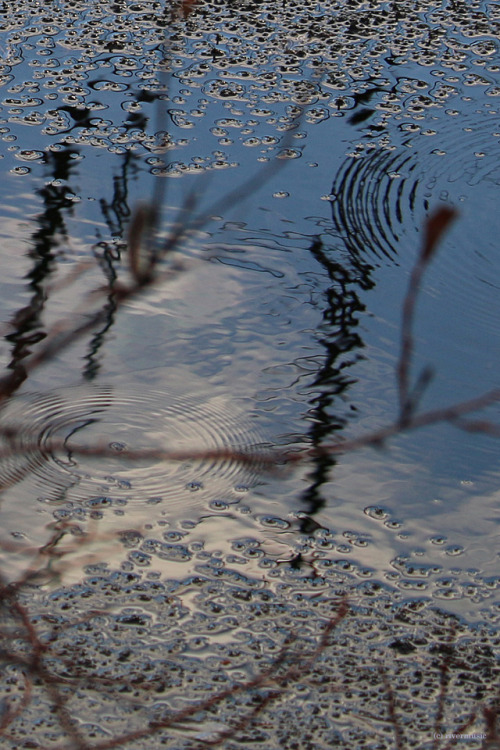 Poems from the Earth: Wetlands whispering at dusk, Yellowstone National Park, Wyomingby riverwindpho