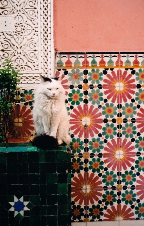 hussein-azmy:The Cats of Morroco